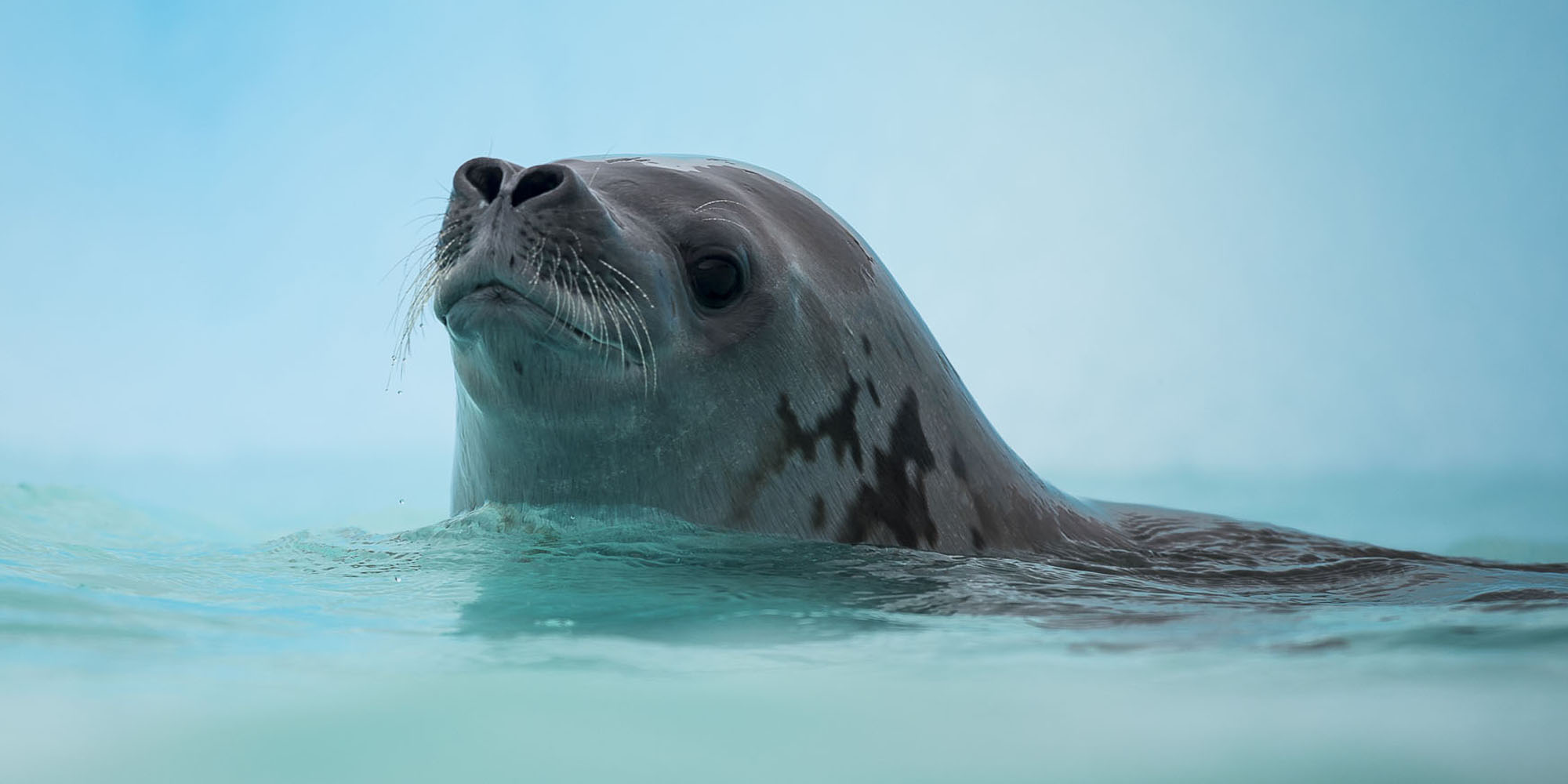 De Ultieme Exploratie naar Antarctica, de Falklandeilanden ...